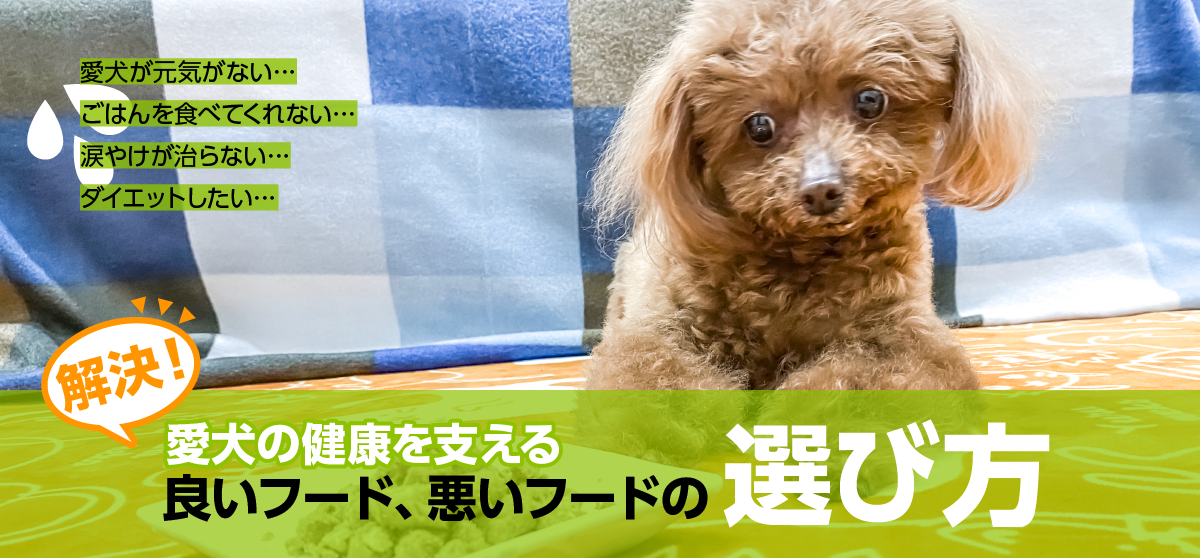いぬのグッズショップ バウバウ いぬのグッズショップ バウバウ